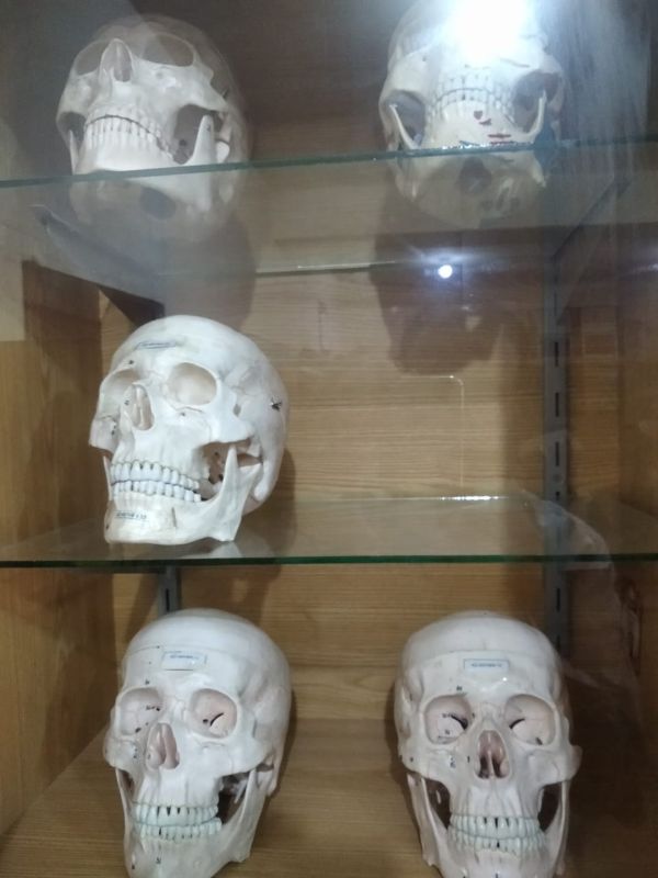 Human Anatomy Lab
