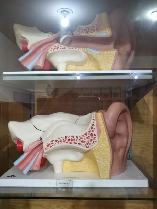 Human Anatomy Lab